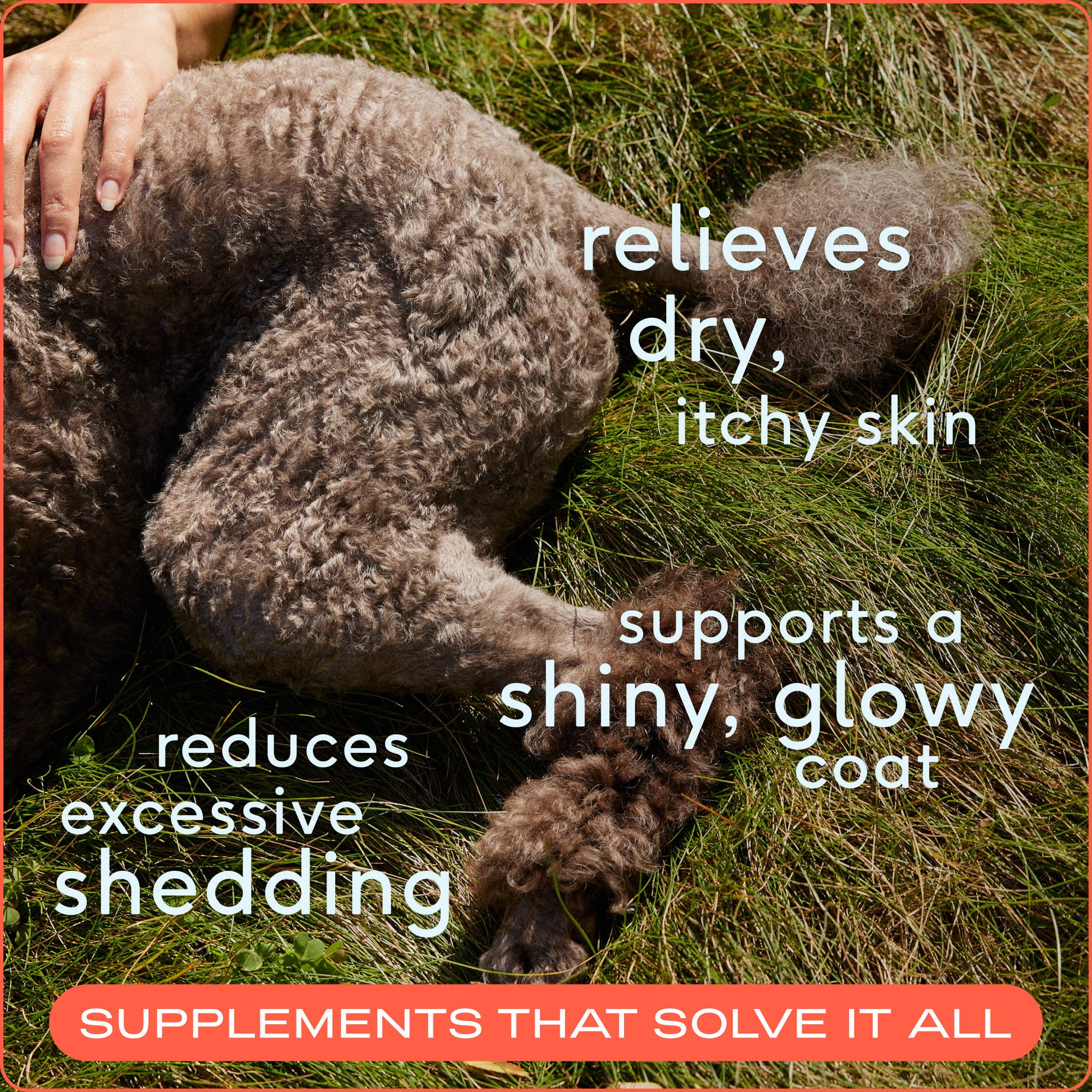 Native Pet - Omega-3 Fish Oil, Skin & Coat Health Supplement for Dogs: 8 oz